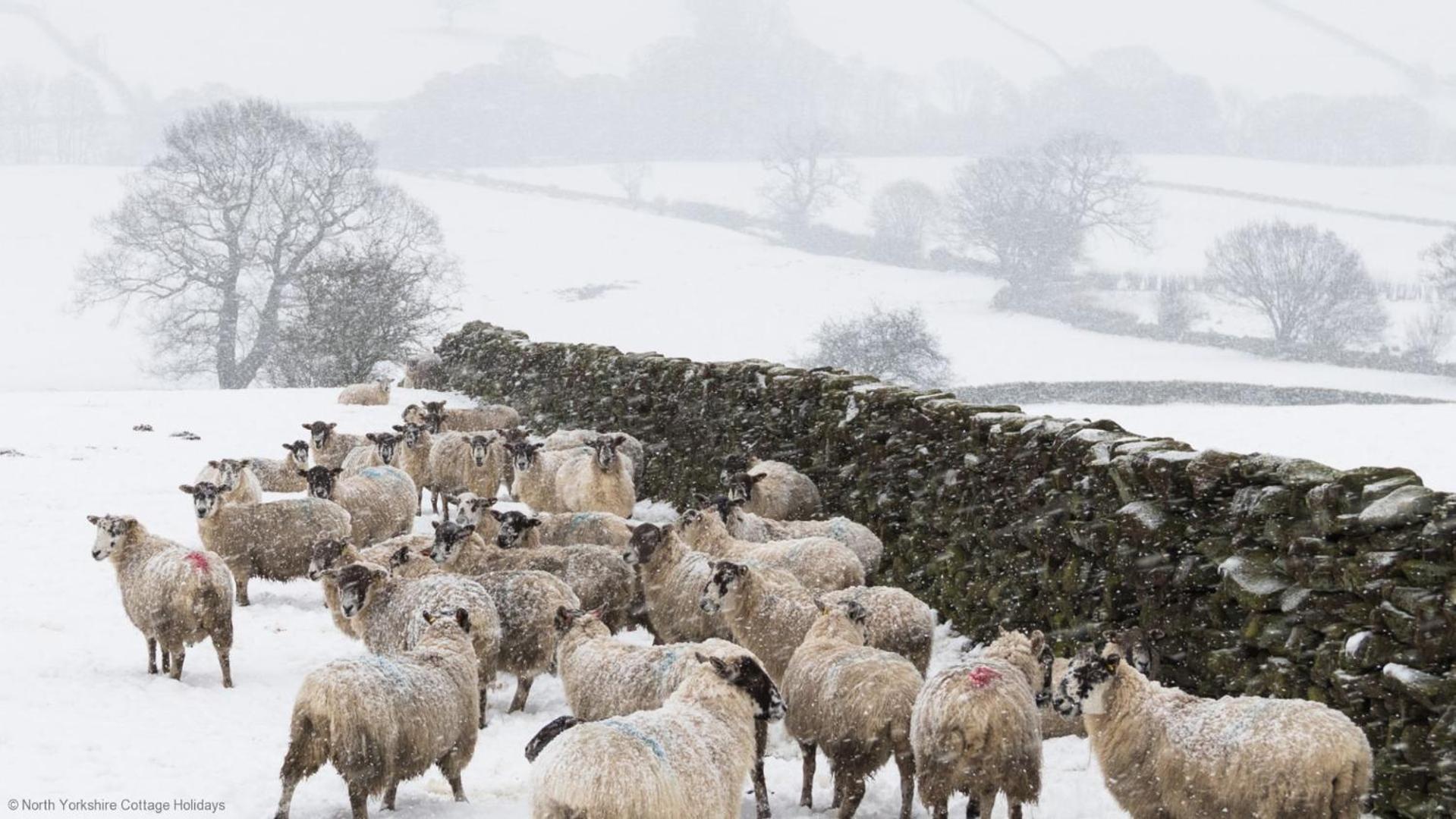 Stone Cottage In Picturesque North Yorkshire Village - Bull Dog Cottage Ampleforth Eksteriør billede